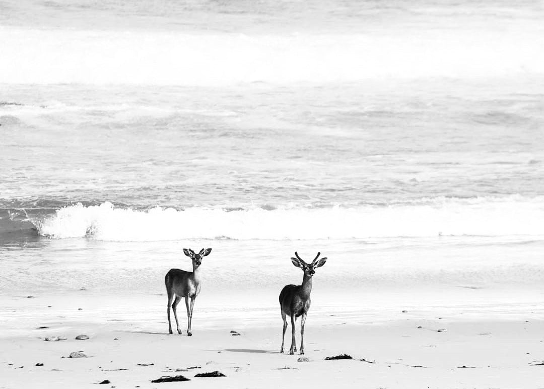 Two deer standing on a beach with ocean waves in the background